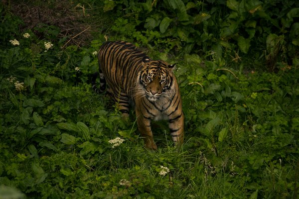 Quelle croisière inclut des visites de réserves de tigres en Inde?